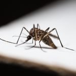 Detailed image of a mosquito on a white surface, highlighting its features.